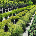 How Dr Bill Releford, Holistic Agriculture Leader, Enhances Air Quality With Sustainable Practices